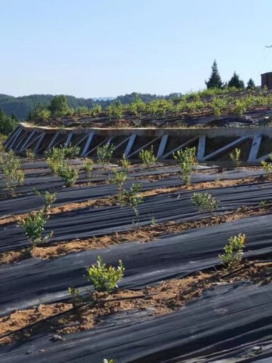 90克除草布厂家,除草布怎么挑选质量