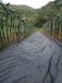 揭陽(yáng)pe防草布,果園除草除草布哪里賣(mài)