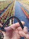 沈陽(yáng)pe防草布,果園除草布一畝地成本