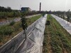 海淀園藝地布果園鋪蓋保濕防草,pp防草布廠家