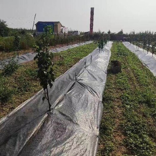 顺义园艺地布果园铺盖保湿防草,pe防草布山东厂家