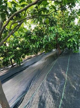果樹防草布價格-防草布除草布廠家