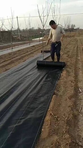 除草防草布-防草布有厂家