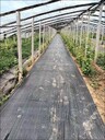 防草布廠家價(jià)格-農(nóng)用防草布除草布