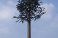 阿拉善盟供应仿生树,钢结构拉线塔