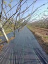菏澤pe防草布,園藝打孔除草布