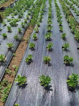 梅州pe防草布,打孔PP蓋草布