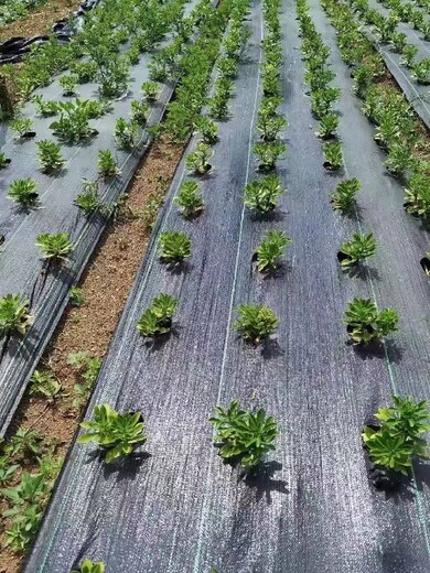 防草布除草布價格-廣西防草布廠家
