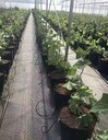 廣州pe防草布,打孔PP蓋草布
