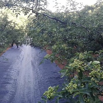 景德镇园艺地布果园铺盖保湿防草,pp防草布厂家