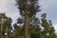 达州仿生树价格合理,仿生树信号塔