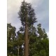 兰州安装仿生树,仿生树信号塔产品图