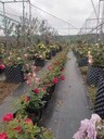 黑色防草布價(jià)格-除草防草布