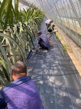 除草地布-吉林防草布生產商-防草布價格