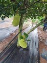 除草布-防草布廠家電話-廣東防草布生產(chǎn)商