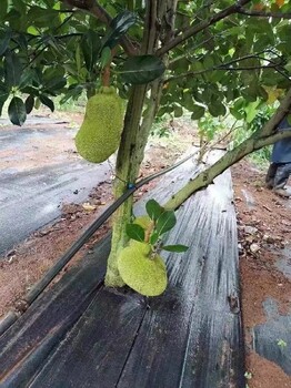 抗老化除草布价格,除草抑草布厂家,优质园艺地布除草效果好