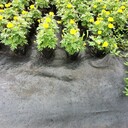 防草布除草布價(jià)格-防草布價(jià)格多少
