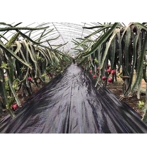 藥材基地除草防草布,除草布透氣好,葡萄園除草布