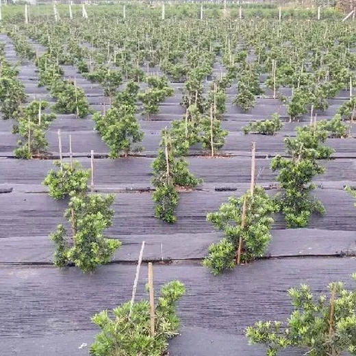 防草布價(jià)格,蓋草布