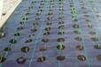 黑河除草效果好園藝地布,蓋草布廠家