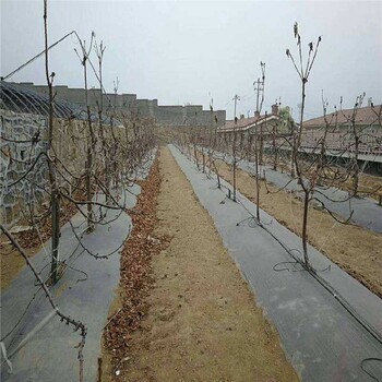 打孔除草防草布,蓋草布廠家電話
