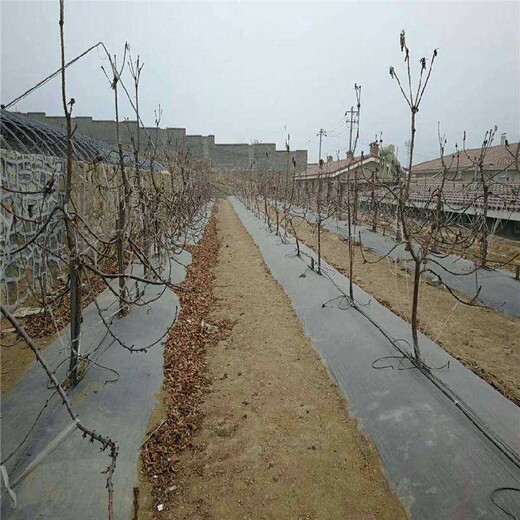 安徽pe防草布,防草布一畝地成本