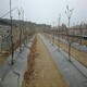 衡水除草效果好園藝地布,PE防草布圖