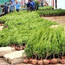 果洛檜柏圓柏種植管理技術(shù)