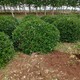 5米大葉黃楊球圖