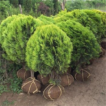 石家莊綠化工程用灑金柏不擇土壤易成活