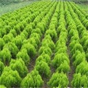 薊縣綠化工程用灑金柏不僅便宜成活率還好
