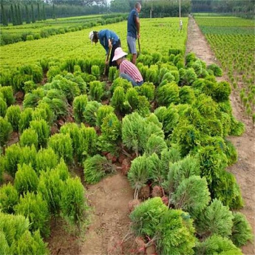 黃南灑金柏球?yàn)⒔鸢夭灰缓鲇?>
                </div>
                <div   class=