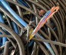 天津回收废旧电缆线/回收报价多少图片