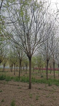 渝中國槐15公分批發(fā)價(jià)