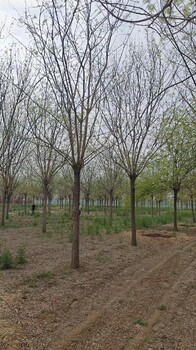 渝中國槐7—8公分苗基地