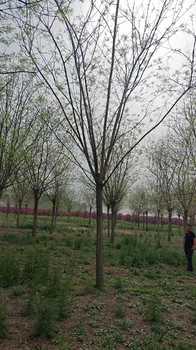 張家界國(guó)槐12公分批發(fā)價(jià)