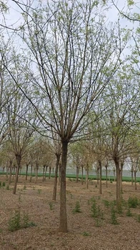 巴彥淖爾國(guó)槐12公分批發(fā)價(jià)