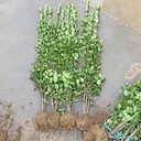 張家口2.5米北海道黃楊現(xiàn)挖現(xiàn)賣易成活