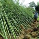 嘉定5.6米高园林绿化庭院观赏竹子价格产品图