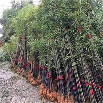 揭陽竹子苗園林綠化庭院觀賞竹子從這里買
