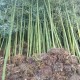 永州8公分10公分园林绿化庭院观赏竹子展示图
