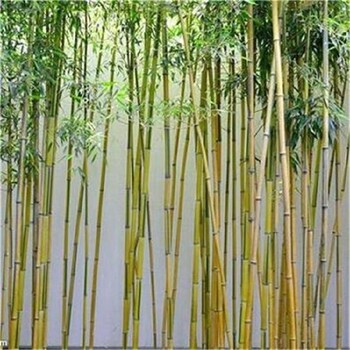 揭陽竹子苗園林綠化庭院觀賞竹子從這里買