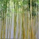 永州8公分10公分园林绿化庭院观赏竹子图