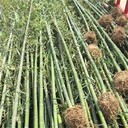 5.6米高園林綠化庭院觀賞竹子從這里買