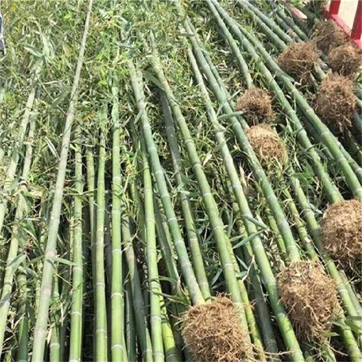 衡水4公分5公分園林綠化庭院觀賞竹子