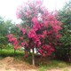 襄陽(yáng)紫薇圖