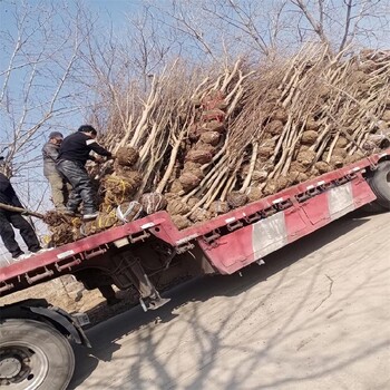 林芝地径7公分紫薇价格.有问必答