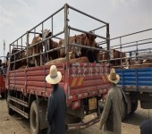 华北牲畜交易中心草地公子膘情差的多少钱