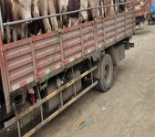 华北牲畜交易中心草地公子正常膘的多少钱
