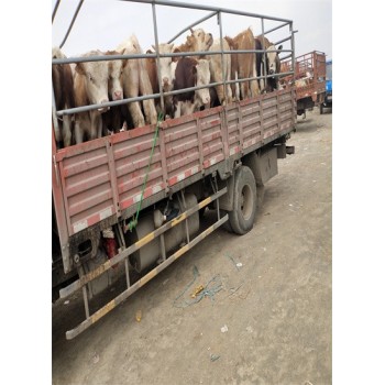 华北牲畜交易中心草地公子没膘的多少钱一斤